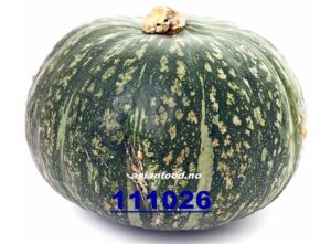 KABOCHA PUMPKIN #111026 NL